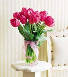 Tulips to Kiss