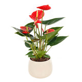 Anthurium plant