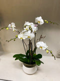 [OPA-04] White Orchid Plant
