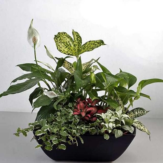 Medium Ceramic Dish Garden