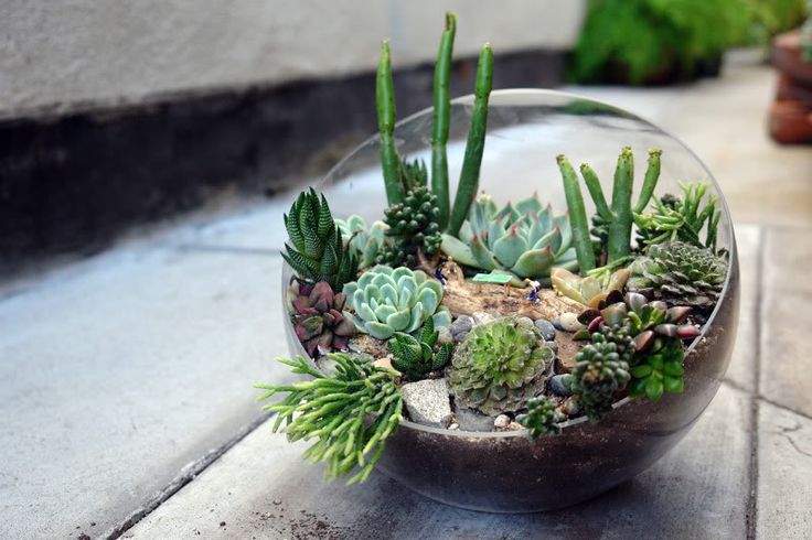 Succulent Garden Terrarium