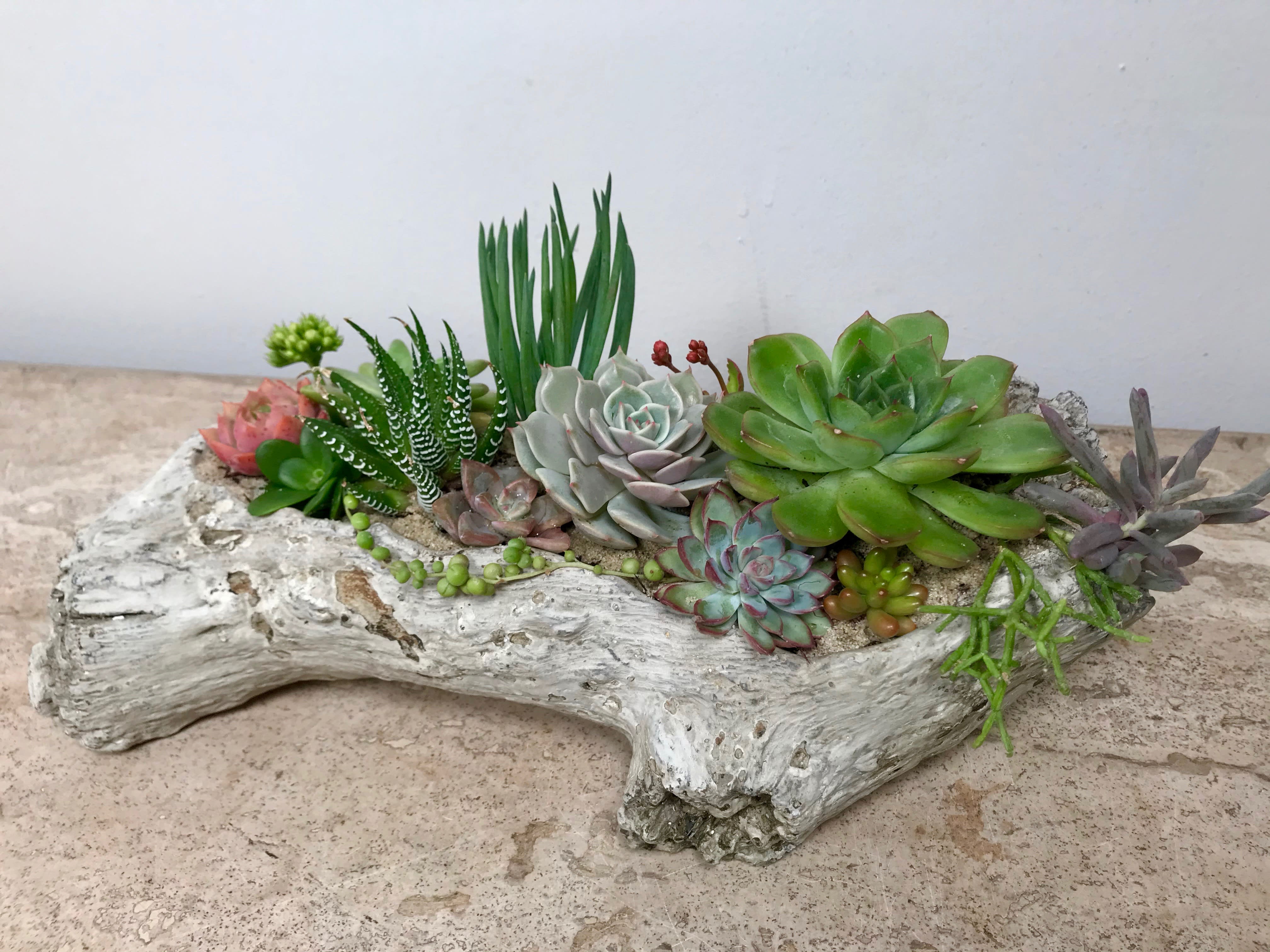 Driftwood Succulents – De Young Flowers