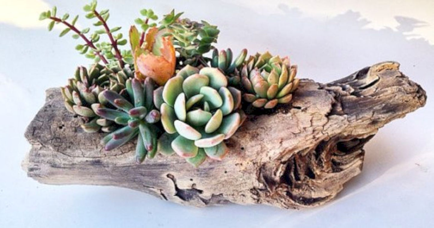 Driftwood Succulents
