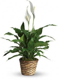 Peace Lily Basket