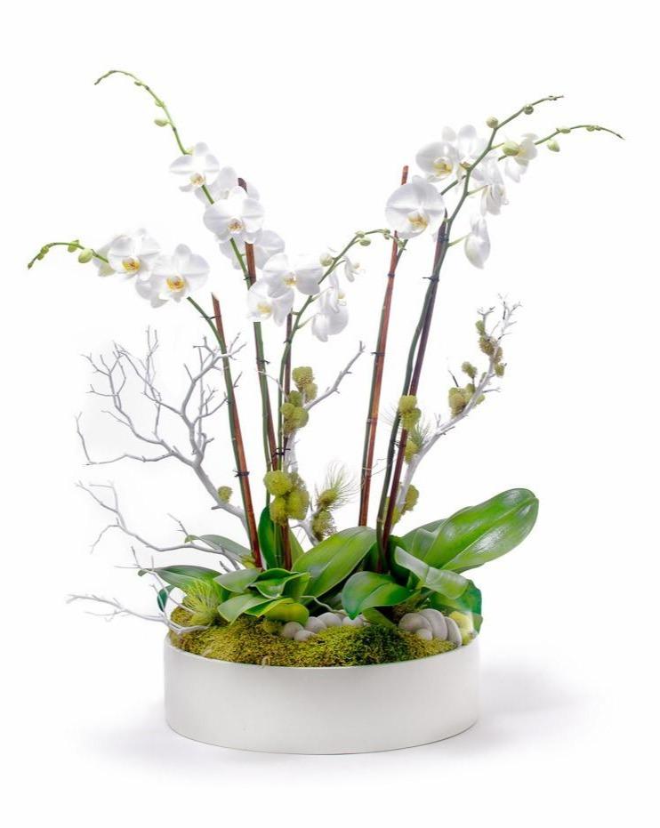 Orchids and plant