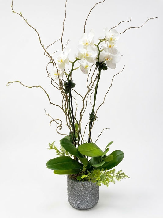 [ORD-04] Whispering Orchids