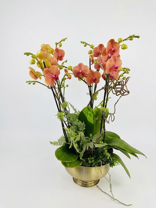 [ORD-08] Orchid Dish Garden