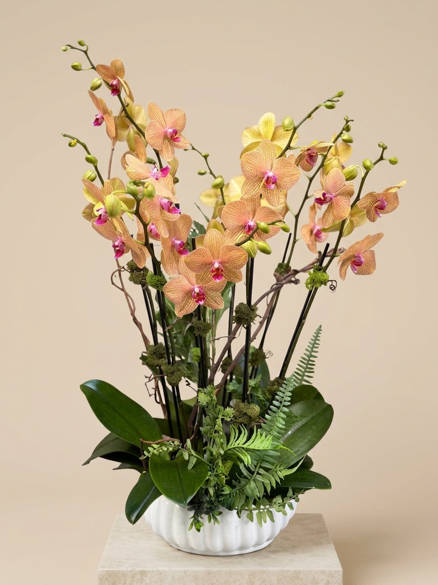 [ORD-01] Orchid Plant with Mixed Greenery