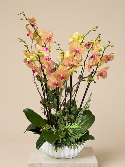 [ORD-01] Orchid Plant with Mixed Greenery