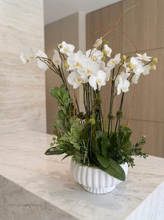 [ORD-05] White Orchid Plant