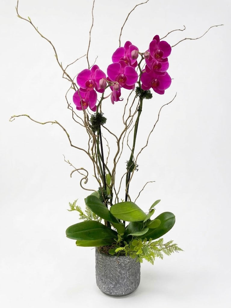 [ORD-03] Fuchsia Orchid Plant