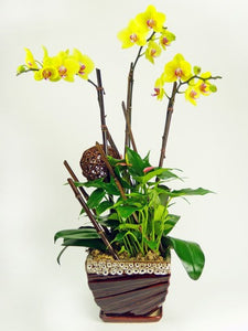 [OPA-02] Yellow Orchid Plant