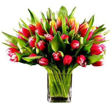 Radiant Tulips