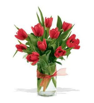 Tulips to Kiss