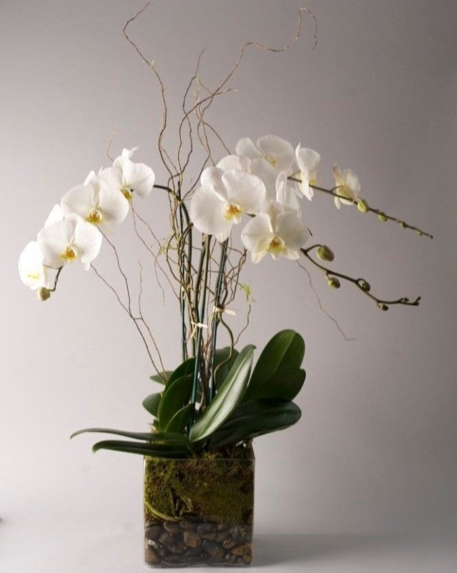 [OPA-05] Whispering Orchids