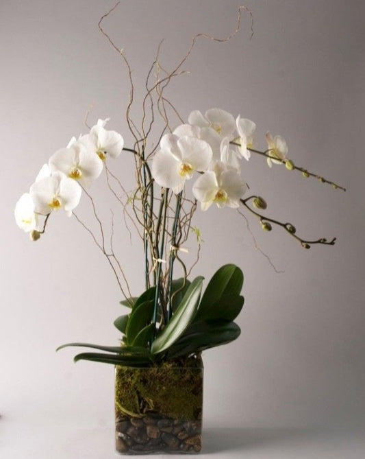 [OPA-05] Whispering Orchids