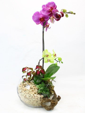 Orchid Dish Garden
