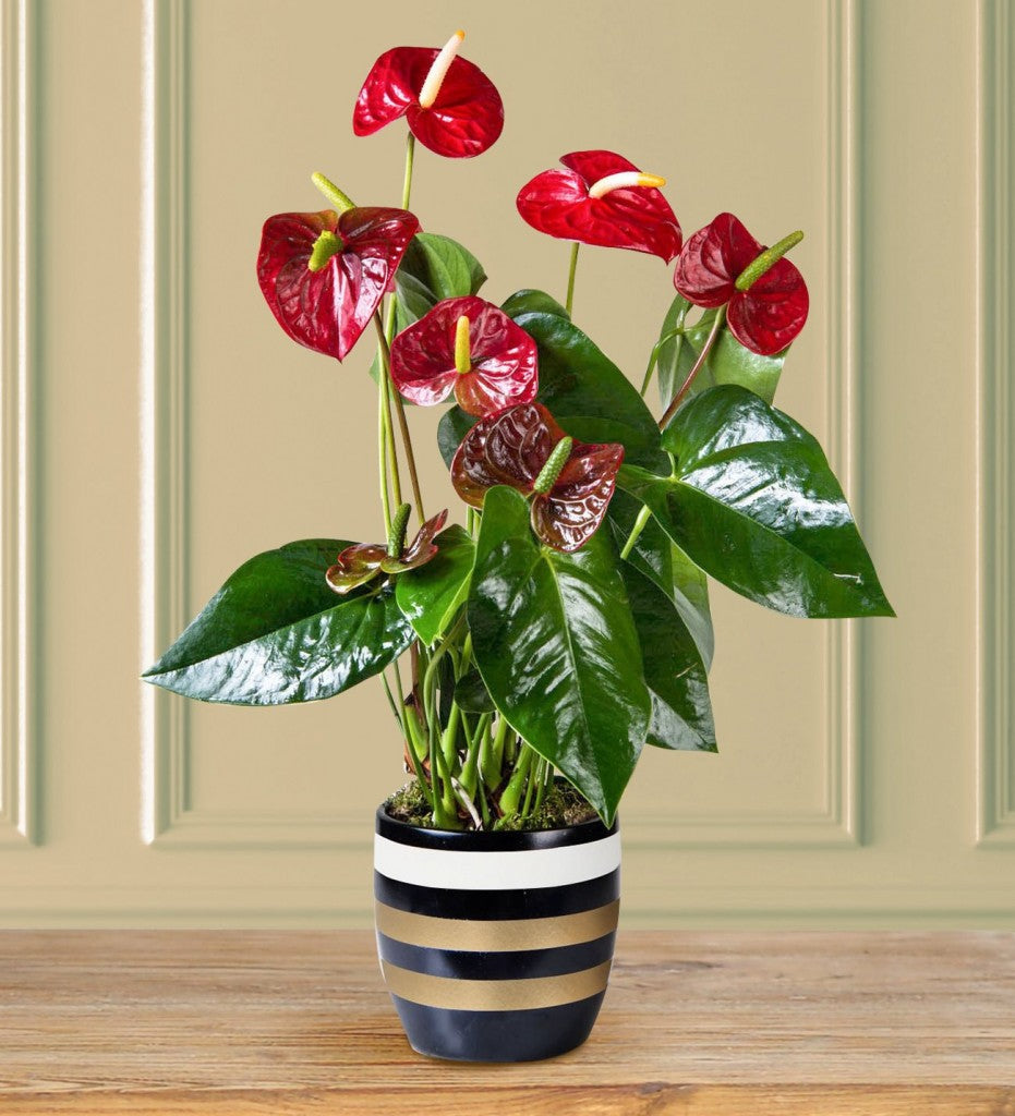 Anthurium plant