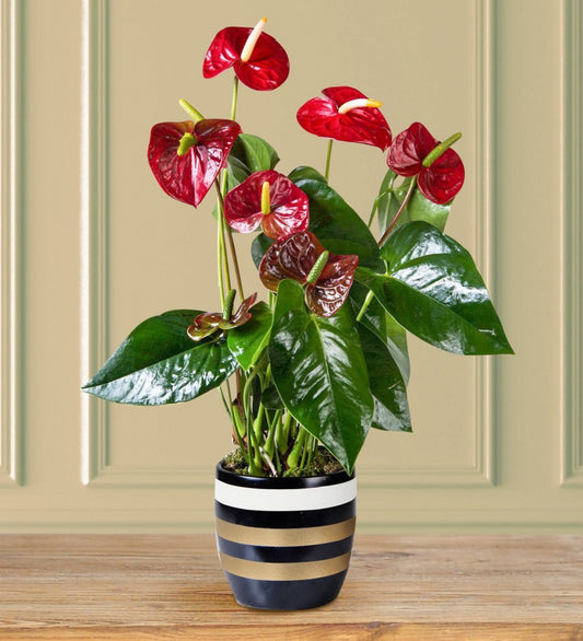 Anthurium plant