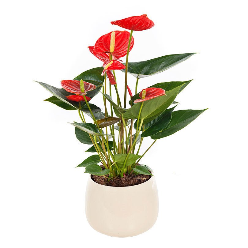 anthurium plants for sale puna Anthurium plant – De Young Flowers