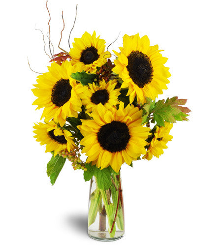 Autumn Sunflower