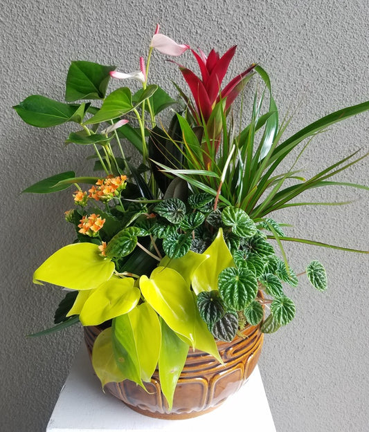 Ceramic Dish Garden