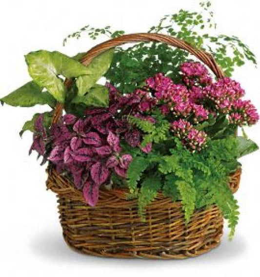 Growing Love Garden