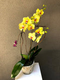[OPA-01] Orchid Plant with Mixed Greenery