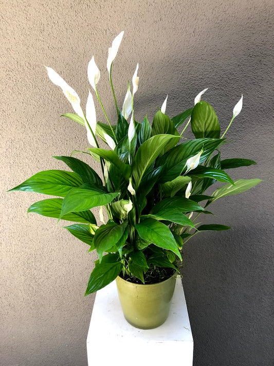 Peace Lily Plant