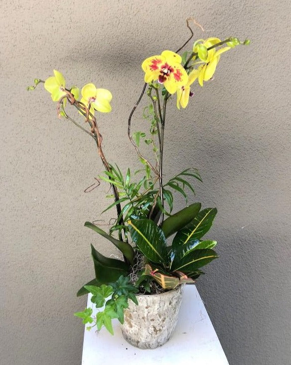 [OPA-01] Orchid Plant with Mixed Greenery