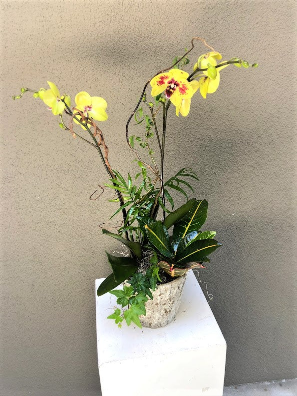 [OPA-01] Orchid Plant with Mixed Greenery