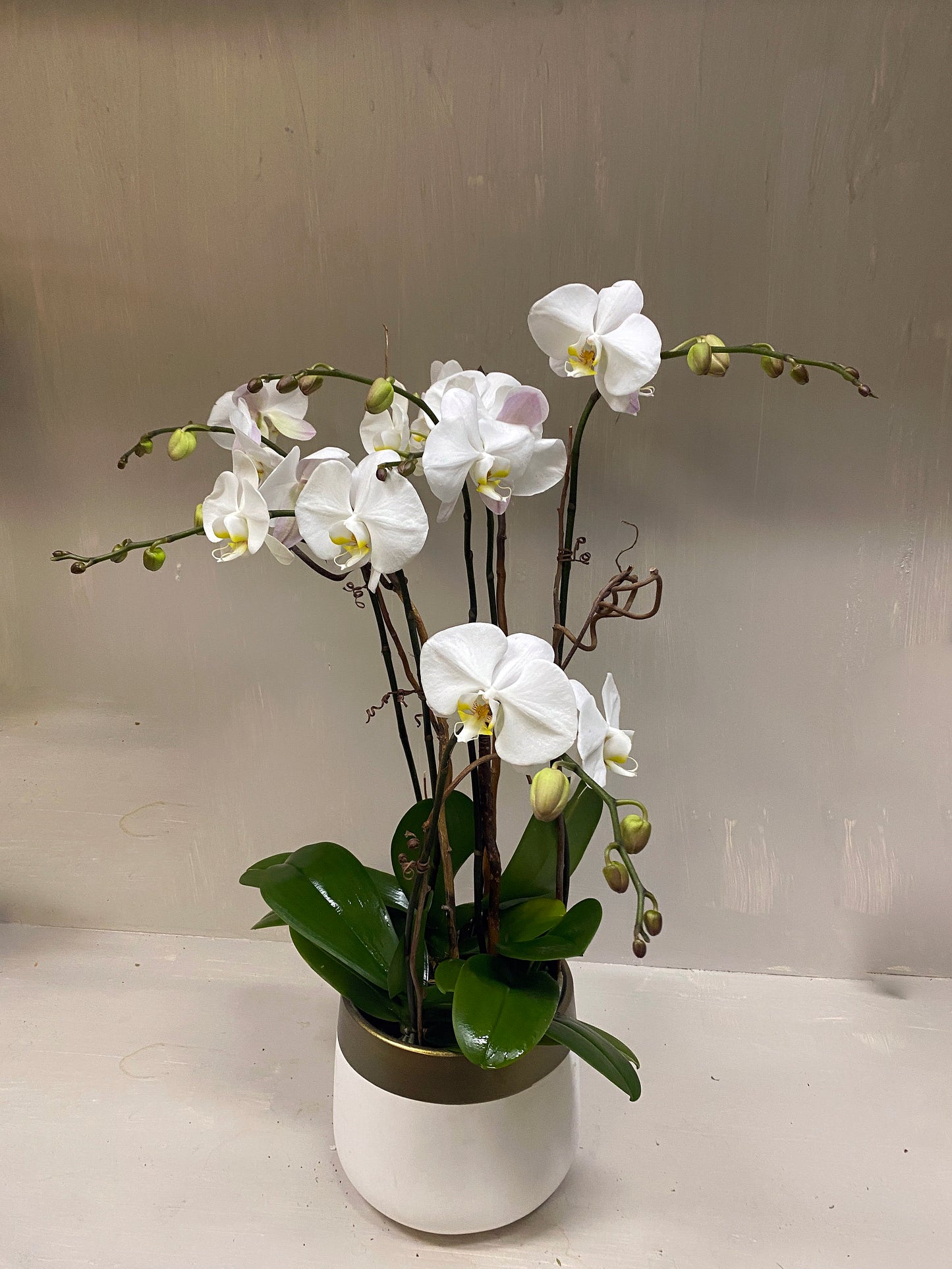 [OPA-04] White Orchid Plant