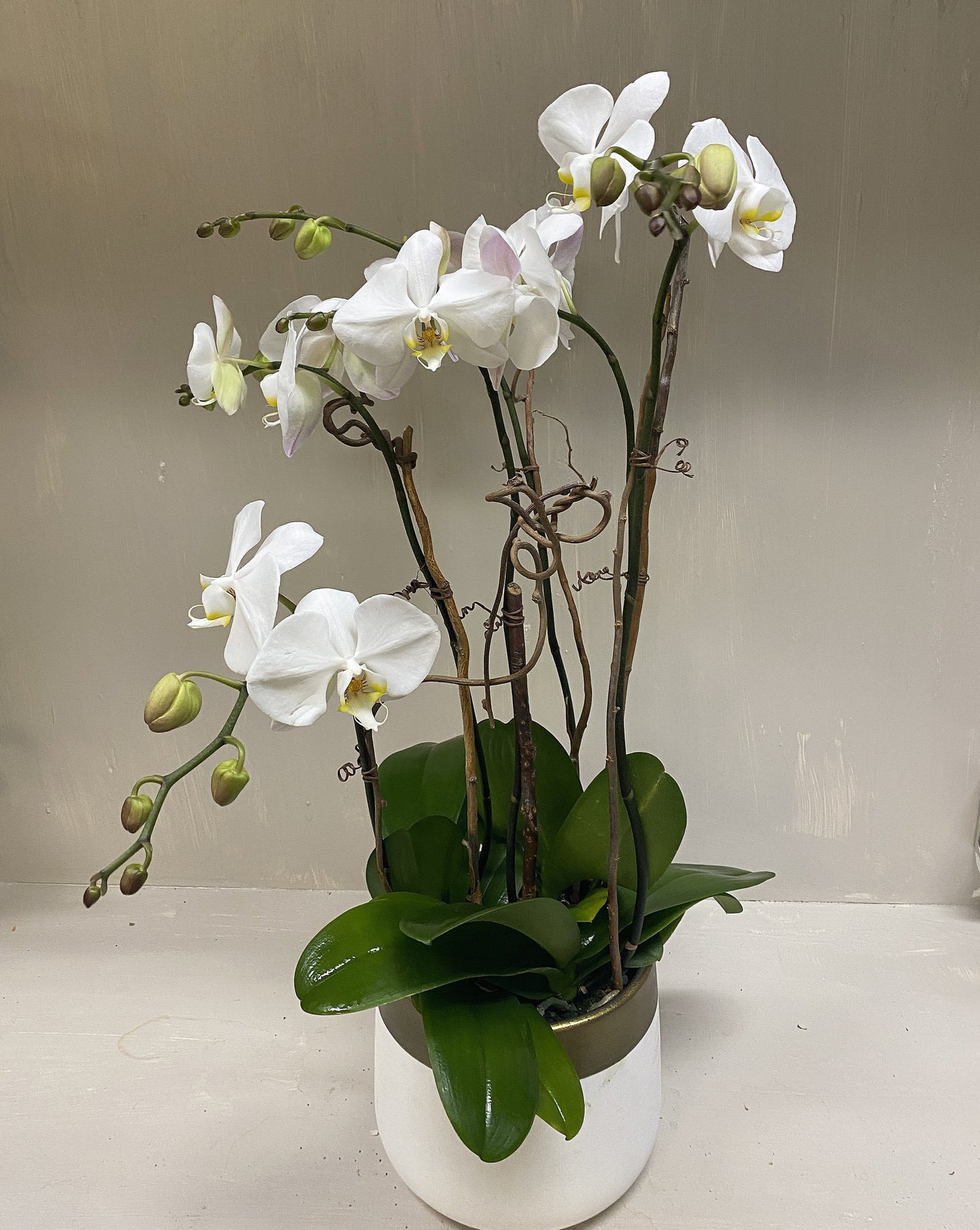 [OPA-04] White Orchid Plant