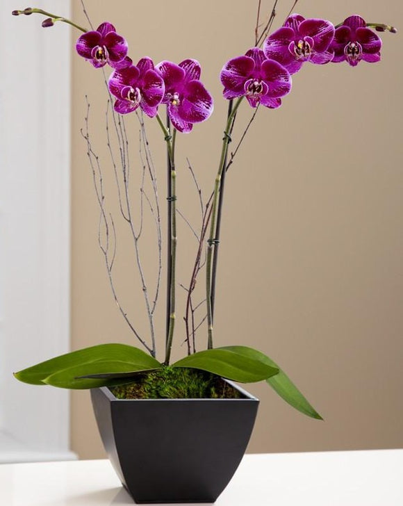 [OPA-03] Fuchsia Orchid Plant