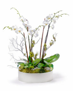 [OPA-06] Elegant Orchid Garden