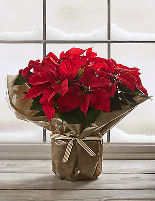 Holiday Poinsettia Plant