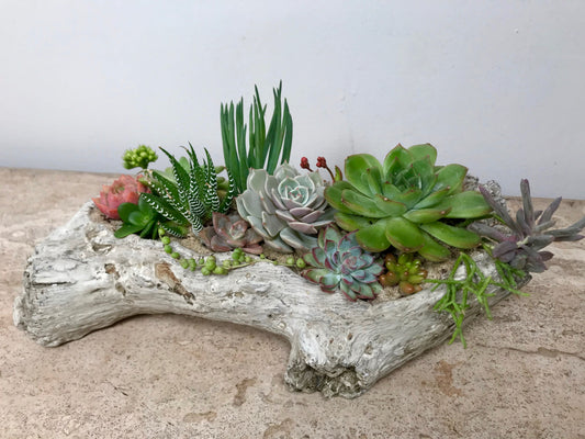 Driftwood Succulents