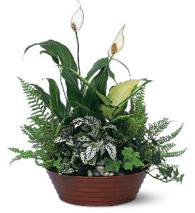 Blooming Plant