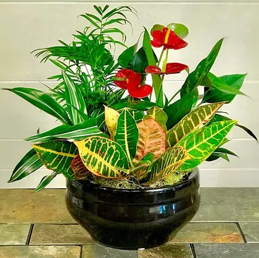 Tropical Garden