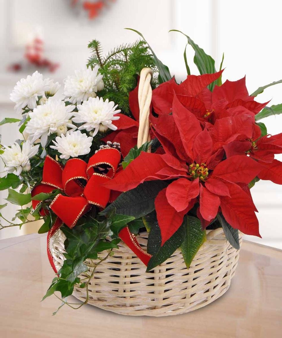 Poinsettia Gift Basket